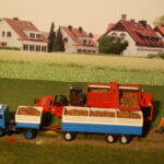 Buchweizen als Zuckerrüben